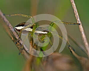 Raft spider, Dolomedes fimbriatus juvenil