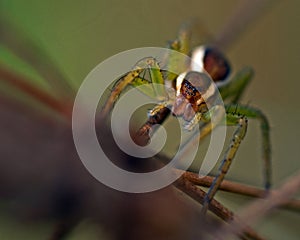 Raft spider, Dolomedes fimbriatus juvenil