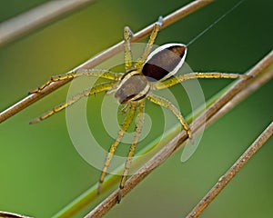 Raft spider, Dolomedes fimbriatus juvenil