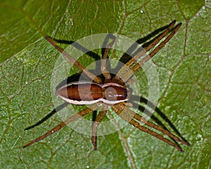 Raft spider, Dolomedes fimbriatus juvenil photo