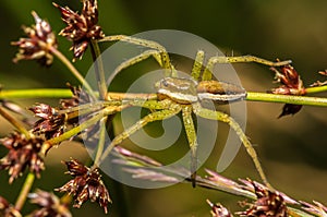 Raft Spider (Dolomedes fimbriatus) juvenile