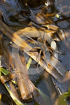 The raft spider, Dolomedes fimbriatus, on the surface of the pond