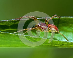 Raft spider, Dolomedes sp juvenil