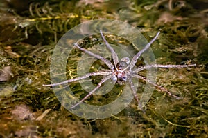 A raft spider floats above a swampy lake bottom in Pennsylvania