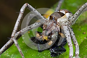 A raft spider with prey - a jumping spider