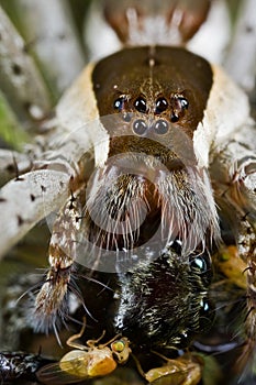 A raft spider with prey - a jumping spider