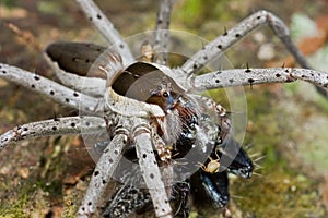 A raft spider with prey - a jumping spider