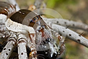 A raft spider with prey - a jumping spider