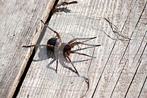 The raft spider, scientific name Dolomedes fimbriatus, is a large semi-aquatic spider of the family Pisauridae.