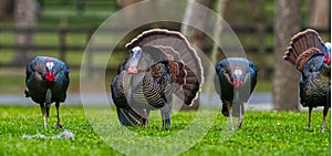 Rafter, gobble or flock of male Tom Osceola Wild Turkey - Meleagris gallopavo osceola - strutting on display