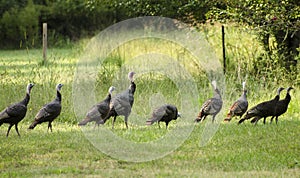 Rafter of Wild Turkey in Oconee County Georgia