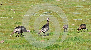 A Rafter of Wild Turkeys Meleagris gallopavo foraging in San D