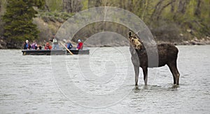 Rafters with a Moose