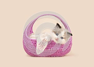 Rag doll baby cat with blue eyes hanging over the edge of a pink basket on a off-white background