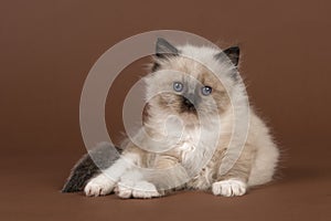 Rag doll baby cat with blue eyes looking at the camera lying down on a brown background