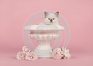 Rag doll baby cat with blue eyes in a white flower pot with real white roses on a pink background