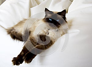 Rag doll cat photo