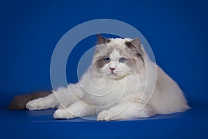 A rag doll of a cat on a blue background.