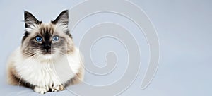 Rag doll cat on a colored background