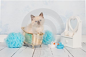 Rag doll cat in golden bath
