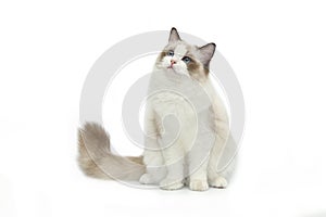 Rag doll cat on a white background.