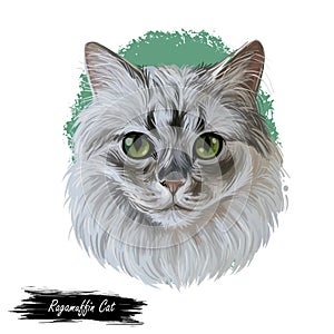 Ragamuffin breed of domestic cat isolated hand drawn portrait. Ragdoll with thick, rabbitlike fur digital art illustration.