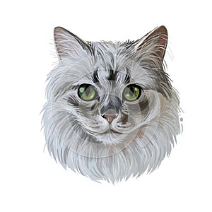 Ragamuffin breed of domestic cat isolated hand drawn portrait. Ragdoll with thick, rabbitlike fur digital art illustration.