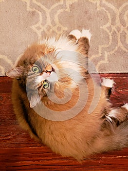 A Ragamuffin - a Breed Similar to Ragdolls - Male Cat