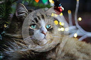 A Ragamuffin - a Breed Similar to Ragdolls - Male Cat next to Christmas Decorations