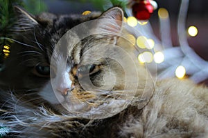 A Ragamuffin - a Breed Similar to Ragdolls - Male Cat next to Christmas Decorations