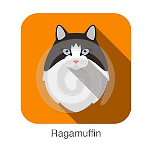 Ragamuffin Cat, Cat breed face cartoon flat icon design