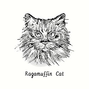 Ragamuffin Cat face portrait. Ink black and white doodle drawing