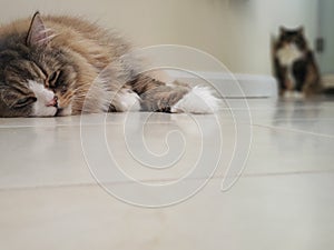 Ragamuffin Cat Resting on a Flat White Floor with a Maine Coon in the Background