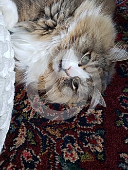 Ragamuffin cat resting next to an ottoman