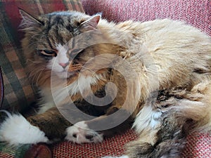 Ragamuffin cat resting on a Stickley furniture couch