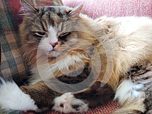 Ragamuffin cat resting on a Stickley furniture couch