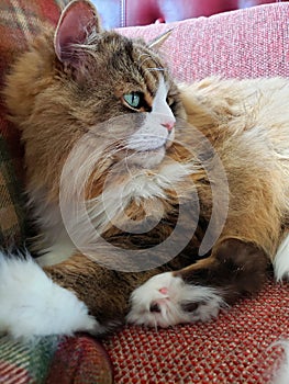 Ragamuffin cat resting on a Stickley furniture couch