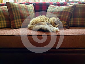 Ragamuffin cat resting on a Stickley furniture couch