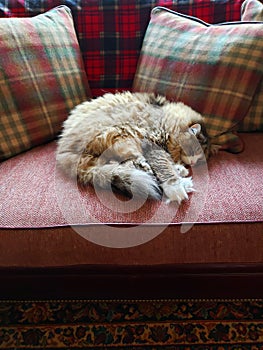 Ragamuffin cat resting on a Stickley furniture couch