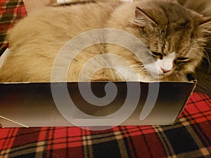 Ragamuffin Cat sitting in a box on a blanket