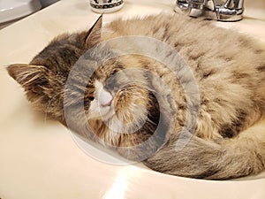 Ragamuffin Cat sleeping in a bathroom sink