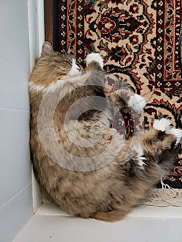 Ragamuffin cat sleeping in a room corner on top of a rug