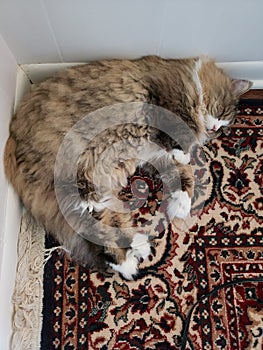 Ragamuffin cat sleeping in a room corner on top of a rug