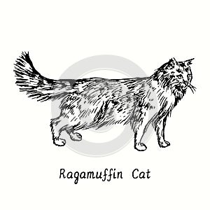 Ragamuffin Cat standing side view. Ink black and white doodle drawing