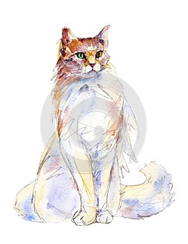 The ragamuffin cat, watercolor illustration isolated on white.