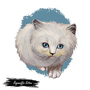 Ragamuffin kitten digital art illustration. Watercolor realistic portrait of furry cat face. Muzzle of kitty similar to