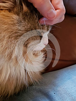Ragamuffin purebred cat resting on a person's lap