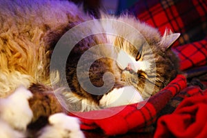 A Ragamuffin Sleeping on a Blanket - a Breed Similar to Ragdolls - Male Cat