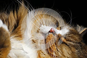 A Ragamuffin Sleeping- a Breed Similar to Ragdolls - Male Cat