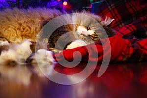 A Ragamuffin Sleeping Underneath a Christmas Tree - a Breed Similar to Ragdolls - Male Cat